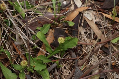 Image of Calotis cuneata by (c) Greg Tasney, some rights reserved (CC BY-SA)