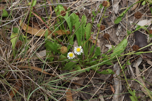 Image of Calotis cuneata by (c) Greg Tasney, some rights reserved (CC BY-SA)