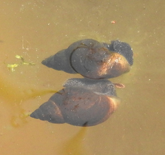 Lymnaea stagnalis