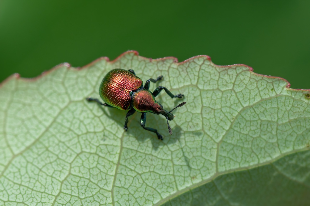 Byctiscus populi from Кирово-Чепецкий р-н, Кировская обл., Россия on ...