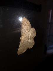 Neoalcis californiaria