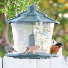 Pheucticus melanocephalus