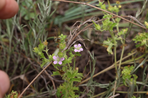 Image of Geranium solanderi by (c) Greg Tasney, some rights reserved (CC BY-SA)
