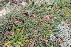 Camphorosma monspeliaca