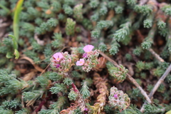 Camphorosma monspeliaca