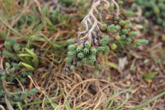 Camphorosma monspeliaca