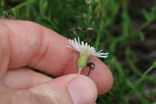 Image of Camptacra barbata by (c) Greg Tasney, some rights reserved (CC BY-SA)