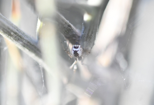 Dubbelhangmatspin, 30960 Les Mages, France, photo 10 of 10