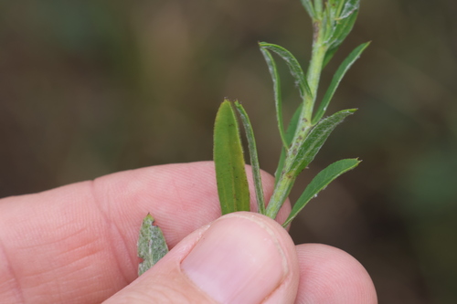 Image of Camptacra barbata by (c) Greg Tasney, some rights reserved (CC BY-SA)