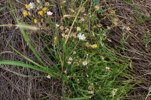 Image of Camptacra barbata by (c) Greg Tasney, some rights reserved (CC BY-SA)