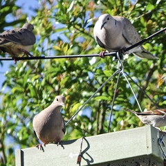 Streptopelia decaocto