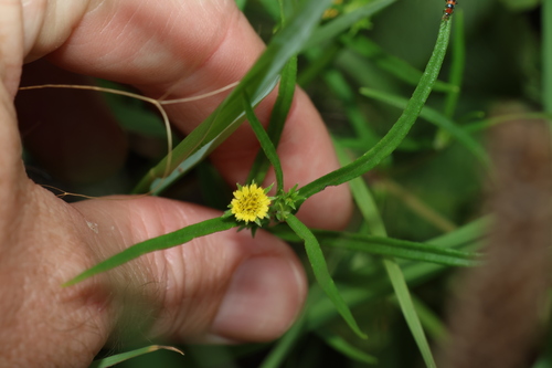Image of Eclipta platyglossa by (c) Greg Tasney, some rights reserved (CC BY-SA)