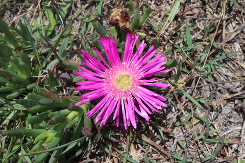 Lampranthus spectabilis