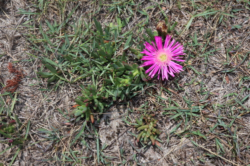 Lampranthus spectabilis