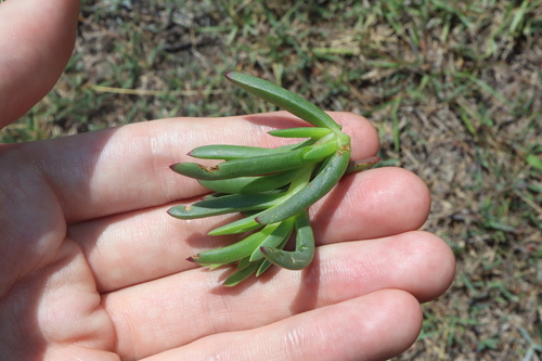 Lampranthus spectabilis