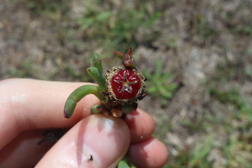 Lampranthus spectabilis