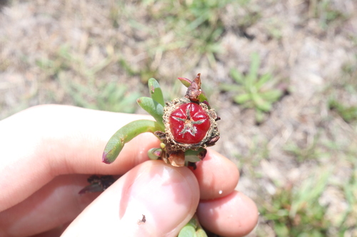 Lampranthus spectabilis