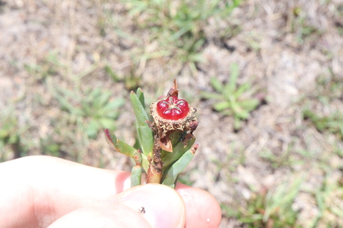Image of Lampranthus spectabilis by (c) Thomas Mesaglio, some rights reserved (CC BY)