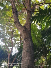 Peltophorum pterocarpum