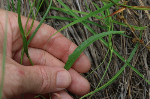 Image of Goodenia fascicularis by (c) Greg Tasney, some rights reserved (CC BY-SA)