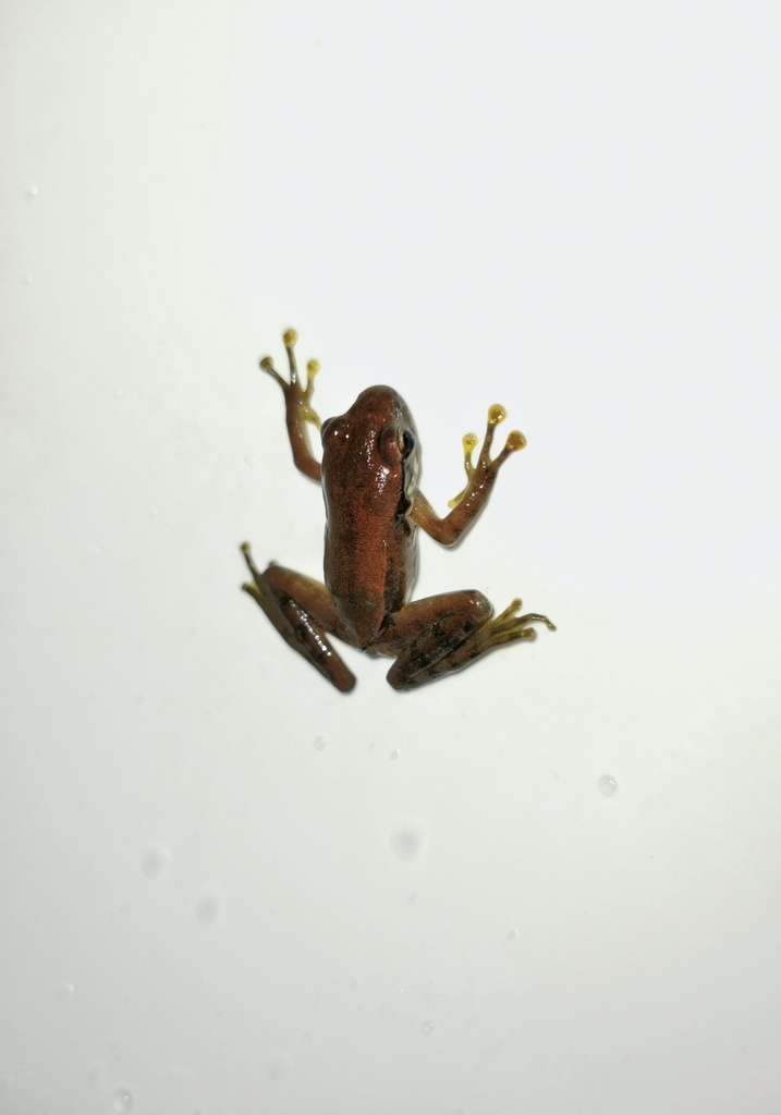 Amolops bellulus