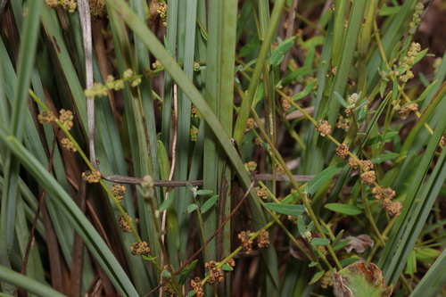 Image of Dianella longifolia by (c) Greg Tasney, some rights reserved (CC BY-SA)