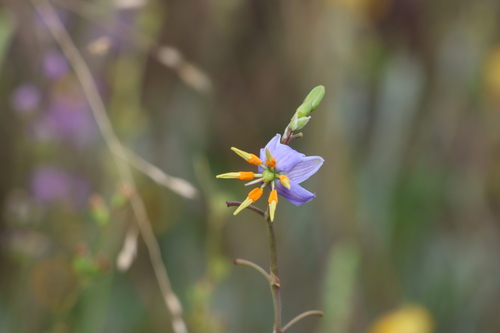 Image of Dianella longifolia by (c) Greg Tasney, some rights reserved (CC BY-SA)
