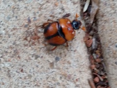 Bolbocerosoma tumefactum