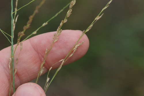 Image of Dinebra decipiens by (c) Greg Tasney, some rights reserved (CC BY-SA)
