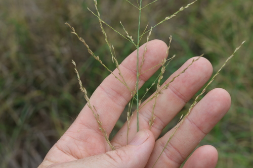 Leptochloa decipiens observed 2024-01-18