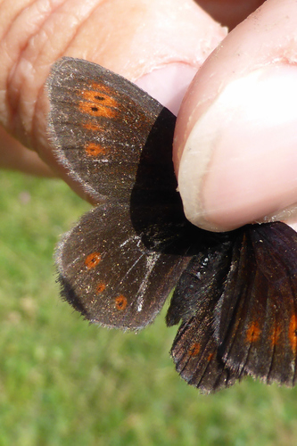 Mountain Ringlet