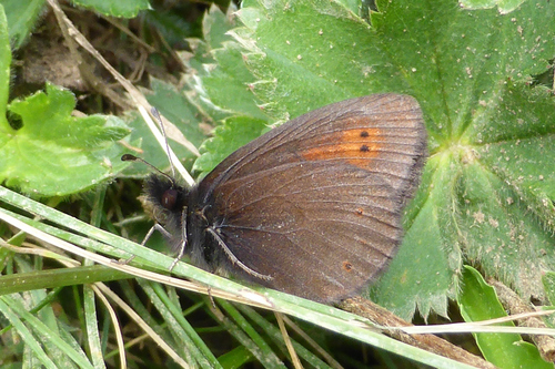 Mountain Ringlet