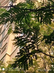 Peltophorum pterocarpum