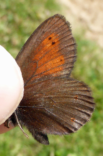 Mountain Ringlet