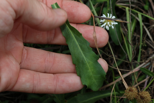 Image of Calotis cuneata by (c) Greg Tasney, some rights reserved (CC BY-SA)