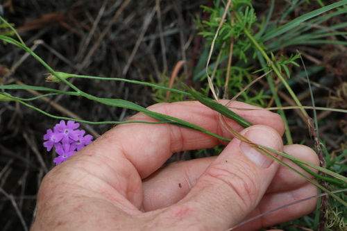 Image of Goodenia fascicularis by (c) Greg Tasney, some rights reserved (CC BY-SA)