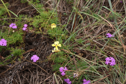 Image of Goodenia fascicularis by (c) Greg Tasney, some rights reserved (CC BY-SA)