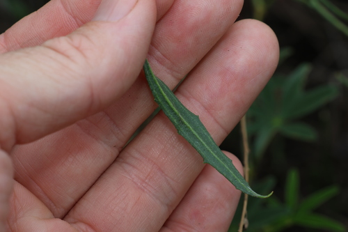 Image of Goodenia fascicularis by (c) Greg Tasney, some rights reserved (CC BY-SA)