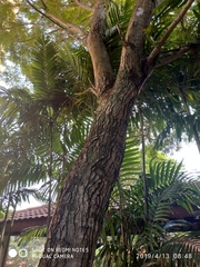 Peltophorum pterocarpum