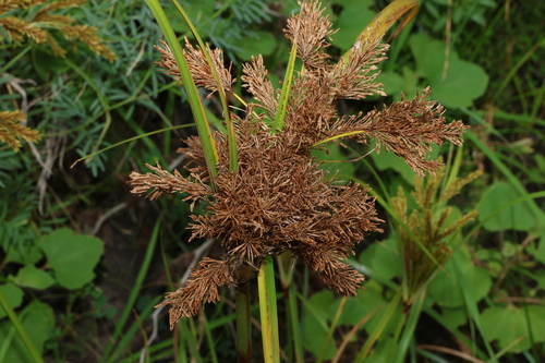 Image of Cyperus exaltatus by (c) Greg Tasney, some rights reserved (CC BY-SA)