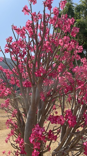 desert rose