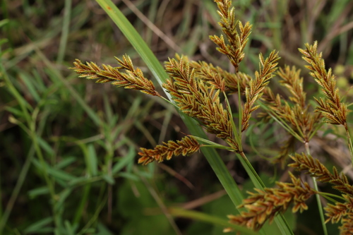 Image of Cyperus exaltatus by (c) Greg Tasney, some rights reserved (CC BY-SA)