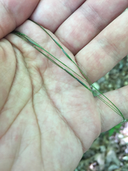 Piptochaetium avenaceum