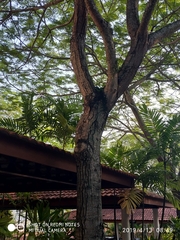 Peltophorum pterocarpum