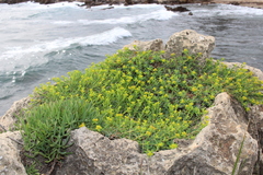 Euphorbia spinosa