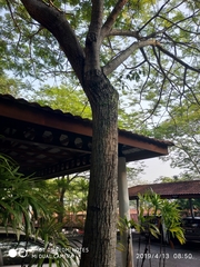 Peltophorum pterocarpum