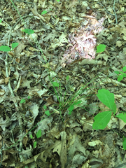 Piptochaetium avenaceum