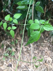 Clematis grata