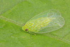 Kallitaxila granulata