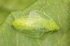 Kallitaxila granulata